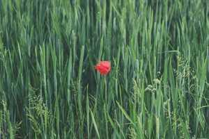 Bouton rouge sur le gland : petit bouton après l’amour, VIH et irritation