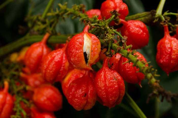 Guarana : définition, vertus, précautions et utilisation pour maigrir