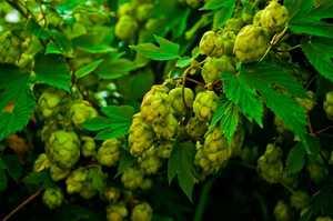 Houblon : origines, vertus et dangers