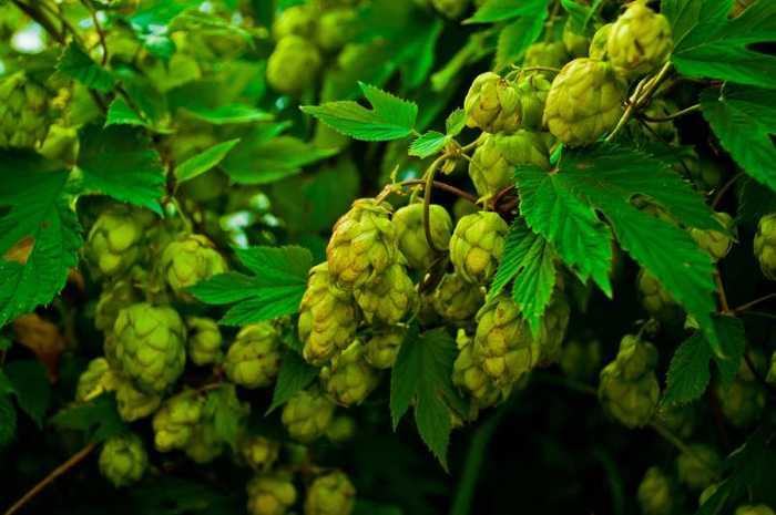 Houblon : origines, vertus et dangers